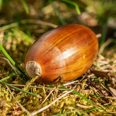 Acorn (Quercus) lying between grass at an autumn and sunny day.
