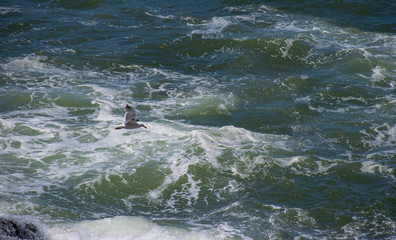 Seagull in-flight on the Pacific Coast near Sea Ranch, California
