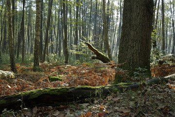 las liściasty z paprociami - początek jesieni © qrrr