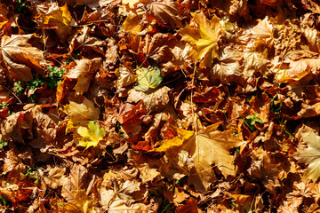 Background of the autumn maple leaves