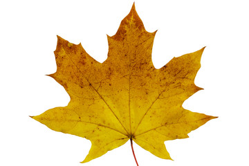 Autumn maple leaf isolated on white background