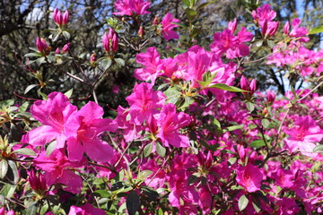 The beautiful landscaping found at Square Prov&iacute;ncia de Shiga  in Porto Alegre, Brazil.