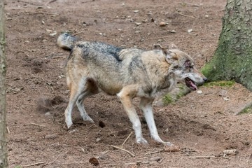 close up portrait of a grey wolf (canis lupus) also know as Timber wolf in forest during the summer months