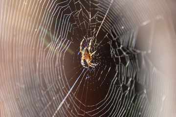 spider web or thin web made up of microscopic threads that spiders weave in order to trap their prey, usually insects