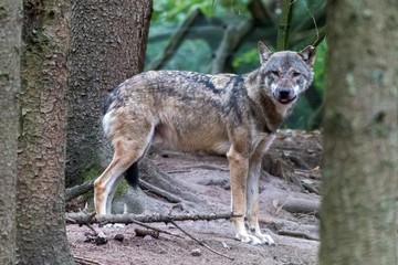 close up portrait of a grey wolf (canis lupus) also know as Timber wolf in forest during the summer months