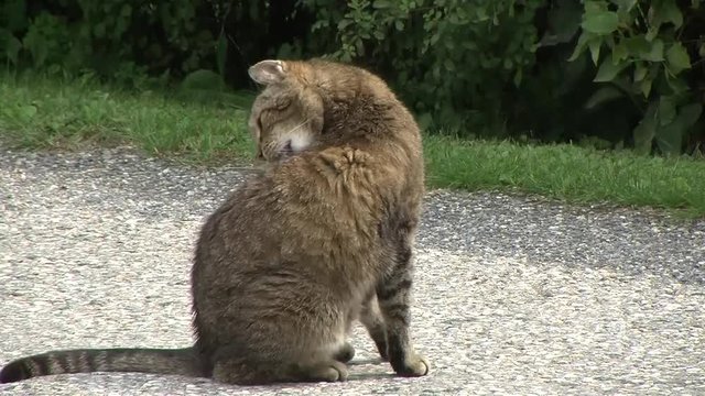 Ich hei&szlig;e "Tiger" und lasse mich bei meiner Fellpflege nicht st&ouml;ren