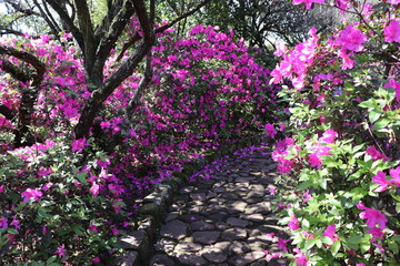 The beautiful landscaping found at Square Província de Shiga  in Porto Alegre, Brazil.