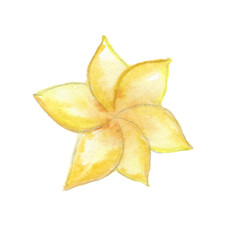 Fototapeta premium Yellow plumeria. Bright tropical leaves of saturated green colors and multi-colored flowers of the rainforest. Watercolor hand-drawn illustration