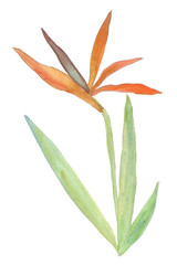 Orange Strelitzia. Bright tropical leaves of saturated green colors and multi-colored flowers of the rainforest. Watercolor hand-drawn illustration