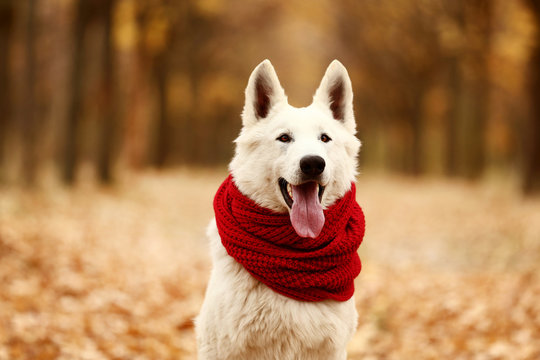 White swiss shepherd dog with red scarf in autumn park