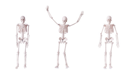 Skeleton isolated on the white background