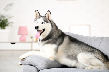 Husky dog lying on the couch at home