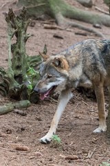 close up portrait of a grey wolf (canis lupus) also know as Timber wolf in forest during the summer months