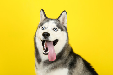 Husky dog on yellow background