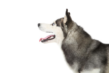 Husky dog isolated on white background