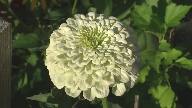 Eine gro&szlig;e wei&szlig;e Zinnie schaukelt im Wind