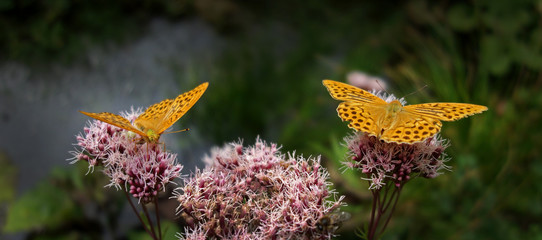 Yellow butterflies drinking of a blooming summer flower.