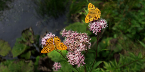 Yellow butterflies drinking of a blooming summer flower.