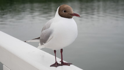 Obraz premium seagull on beach