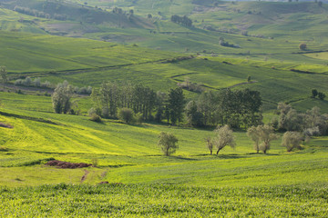 Fototapeta na wymiar Rural landscape with wheat field.