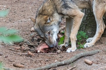 grey wolf (canis lupus) eating meat in the euopean forest