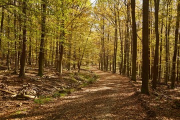 Forest with colorful autumn leaves and path