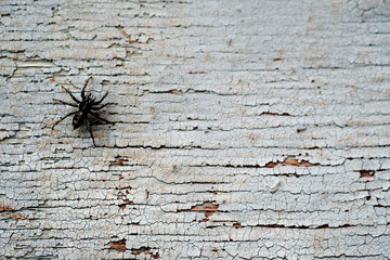 black spider on old peeling wooden surface - Powered by Adobe