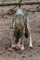 grey wolf (canis lupus) eating meat in the euopean forest