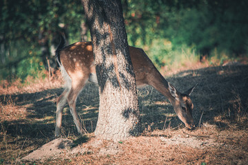 baby deer in the forest in autumn