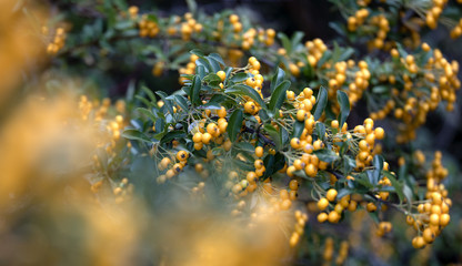 Pyracantha Firelight on macro picture with nice green leaves with blue blur sky at the back