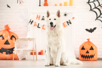 Swiss shepherd dog with halloween decoration at home