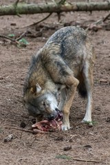 grey wolf (canis lupus) eating meat in the euopean forest
