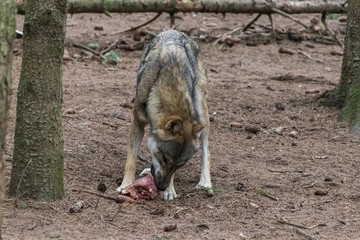 grey wolf (canis lupus) eating meat in the euopean forest