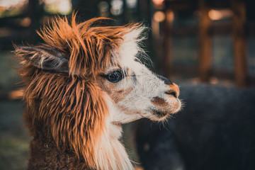 Closeup portrait of alpaca