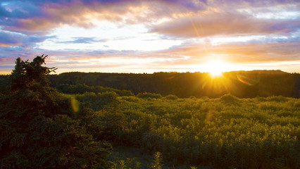 Naklejka na ściany i meble Colorful sunset over golden/ green field and forest in the summer, with lens flare. Evening. Homer, Alaska, USA.