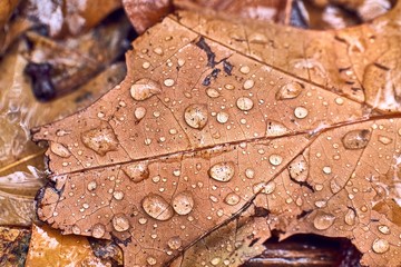 Fallen leaf on ground covered with raindrops, wet