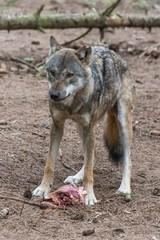 Naklejka na ściany i meble grey wolf (canis lupus) eating meat in the euopean forest