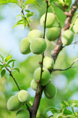 green Japanese apricot(ume) fruits on tree
