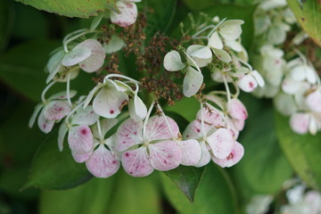 pink flowers of  tree