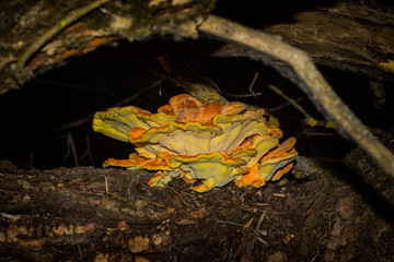 Laetiporus sulphureus edible mushroom. Laetiporus sulphureus aka crab-of-the-woods, sulphur polypore, sulphur shelf, or chicken-of-the-woods. An edible mushroom closeup. Soft selective focus.