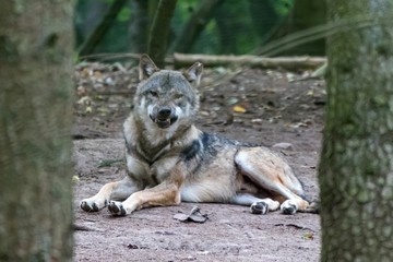  close up portrait of a grey wolf (canis lupus) also know as Timber wolf in forest during the summer months