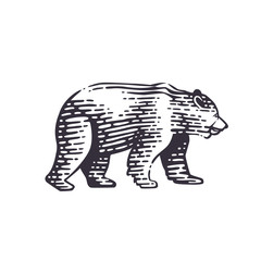 Vector illustration of the bear.