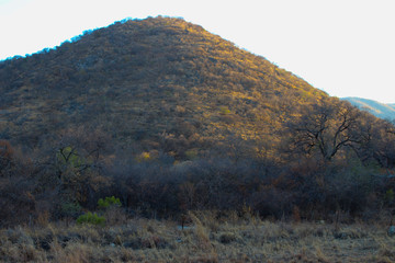 tree in the mountains