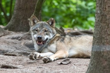  close up portrait of a grey wolf (canis lupus) also know as Timber wolf in forest during the summer months