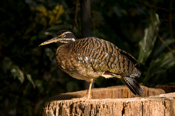 Schöner Vogel 
