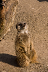 Elegenate Erdmännchen