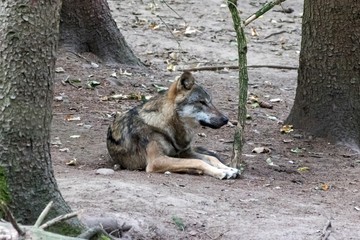  close up portrait of a grey wolf (canis lupus) also know as Timber wolf in forest during the summer months
