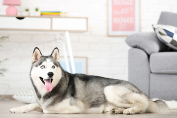 Husky dog lying on the floor at home