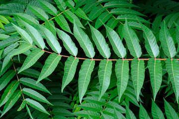 Obraz na płótnie Canvas Tropical fern, green branch. christmas background