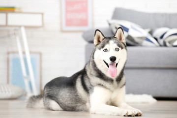 Husky dog lying on the floor at home